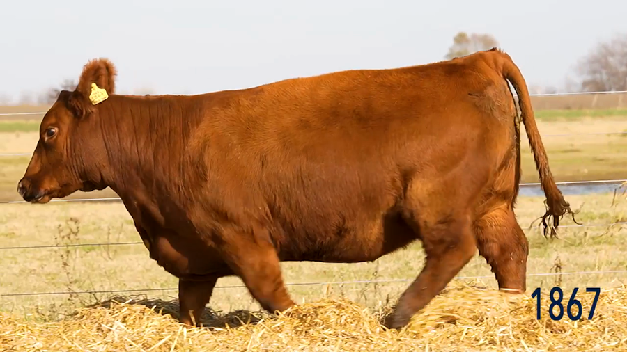 Lote Vaquillona
