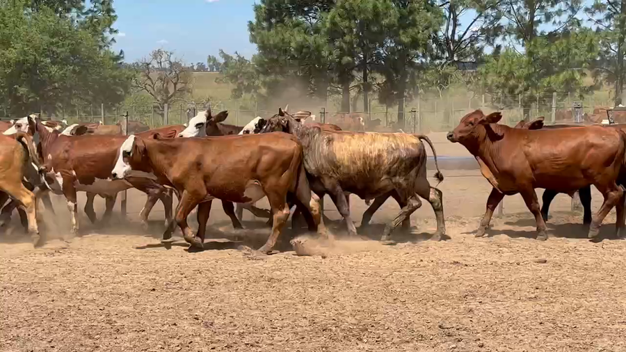 Lote 75 Novillos en Virasoro, Corrientes