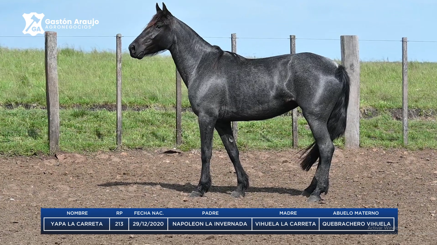 Lote YAPA LA CARRETA