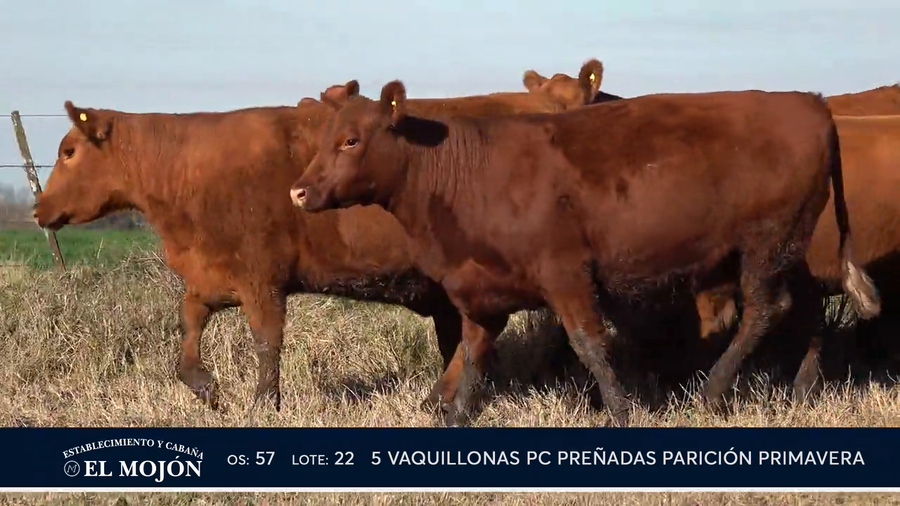 Lote COLORADAS PREÑADAS PARICIÓN PRIMAVERA