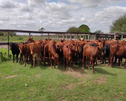 Lote 90 Terneros/as en Quimilí, Santiago del Estero