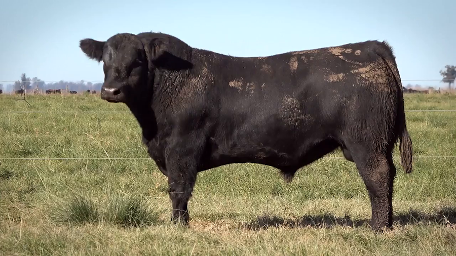 Lote Toros PP y PC a campo con DEPs