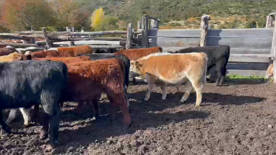 Lote 25 Ternero en Chile Chico, XI Región Aysén