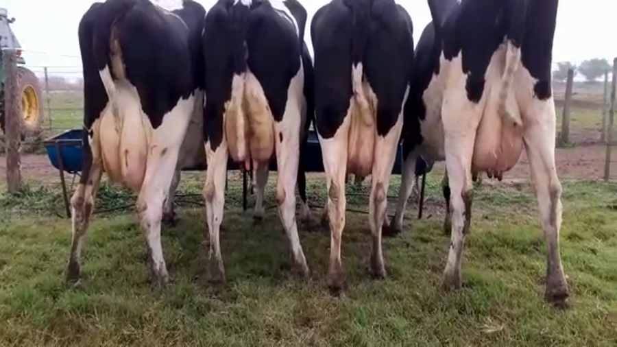 Lote Vacas En Producción - Hornero Chico