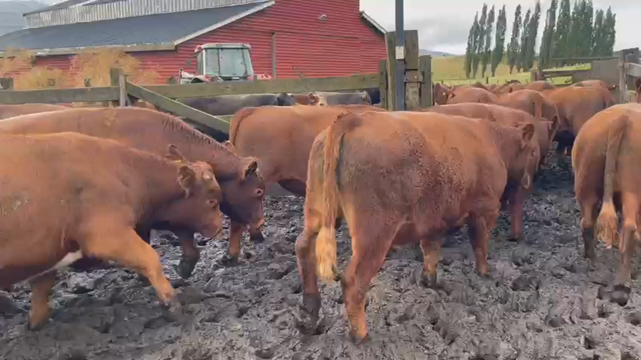 Lote 45 Novillo Engorda en Coyhaique, XI Región Aysén