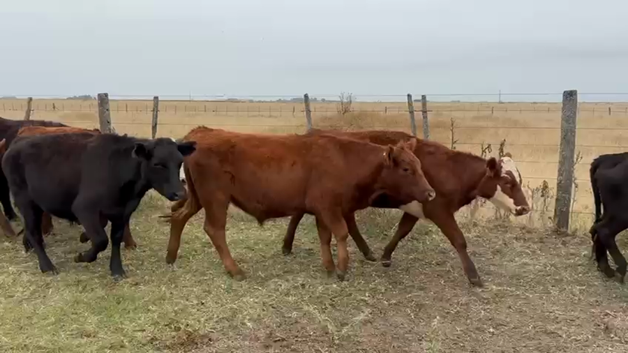 Lote 70 NOVILLITOS Y VAQUILLONAS, TANDIL, PCIA. DE BS. AS.
