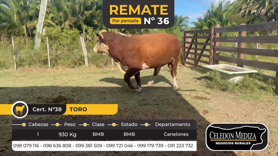 Lote 1 Toros en Canelones
