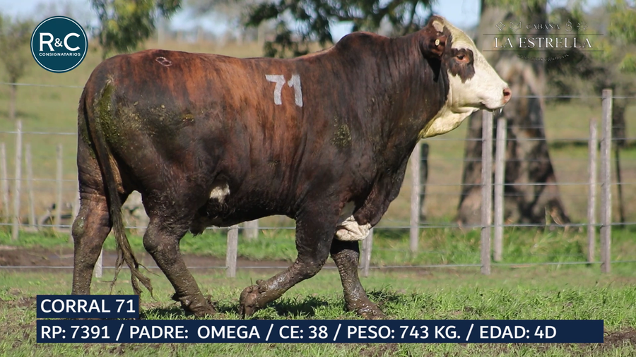 Lote Toro Media sangre
