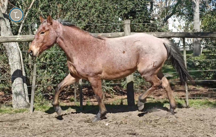 Lote COLOMBINA MOLLES