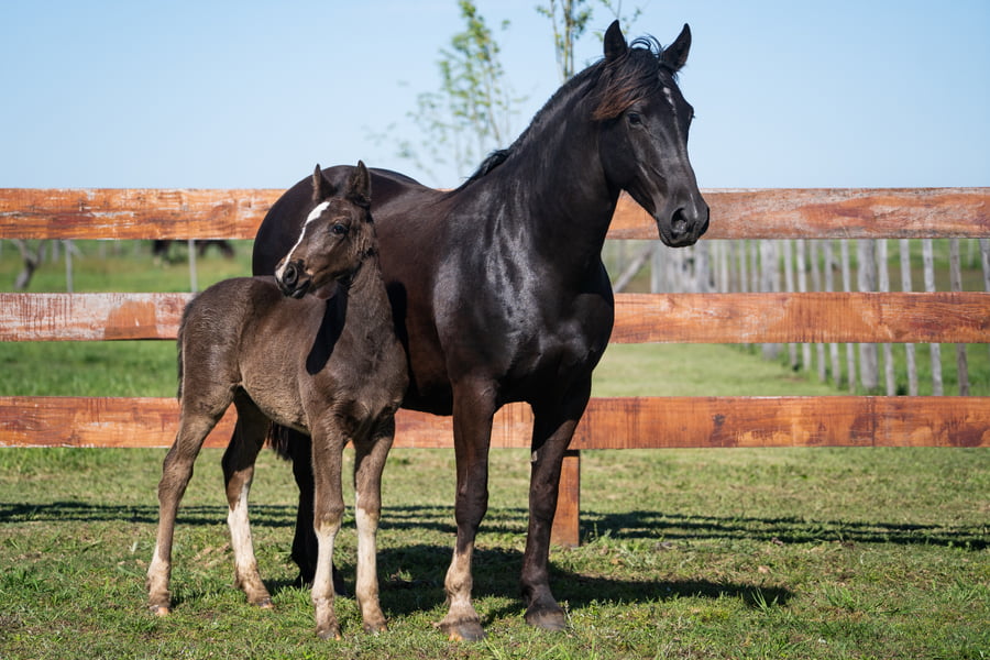 Lote PATACON TRITURA