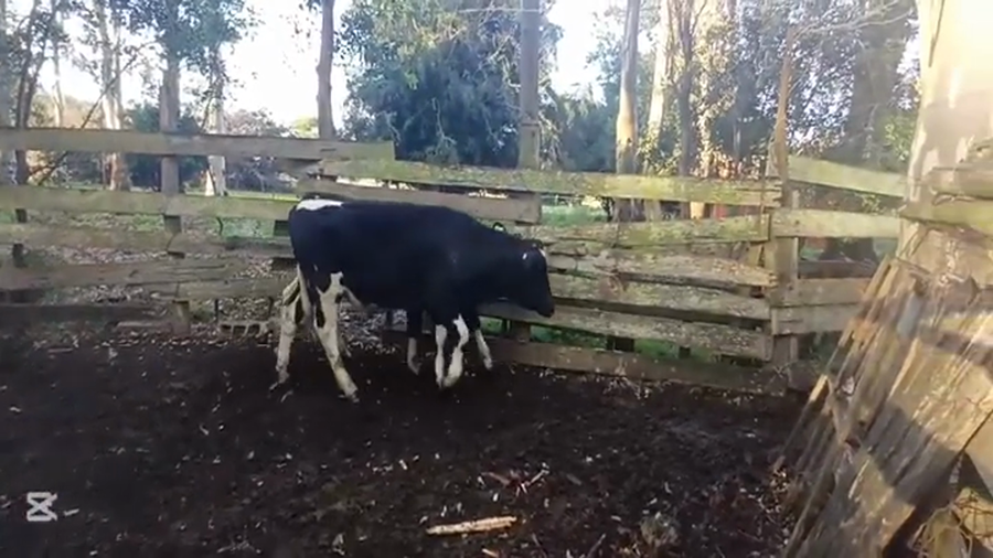 Lote NOVILLOS HOLANDO