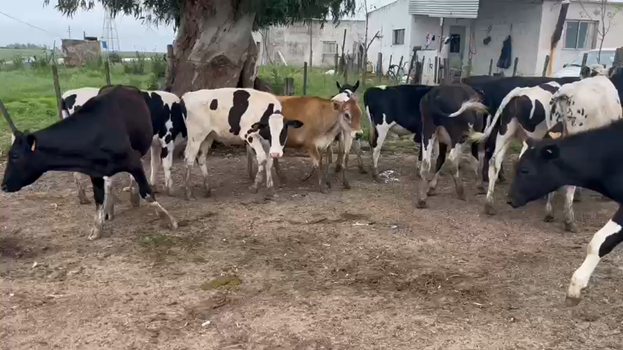 Lote (Vendido)19 Terneros Holando a remate en Pantalla Camy en Talita