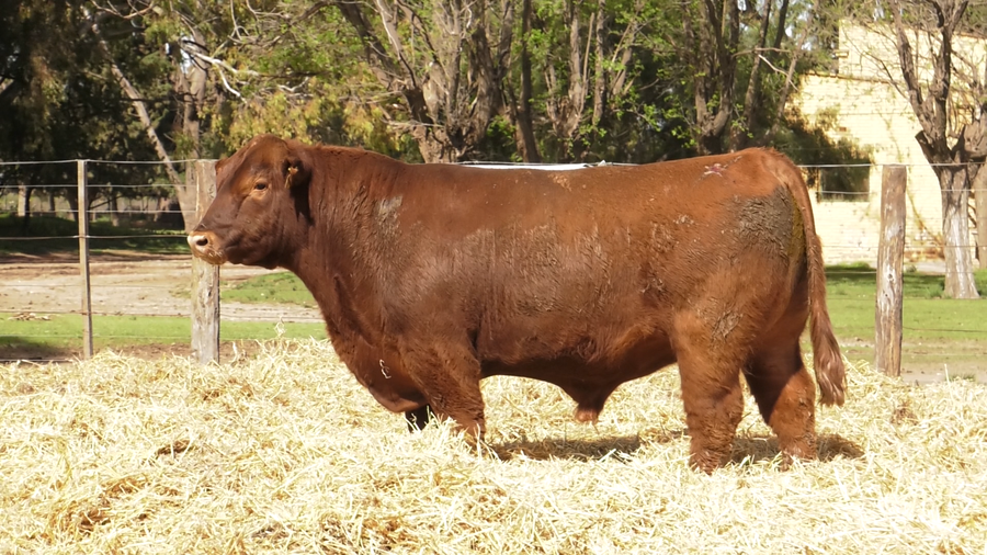 Lote TOROS PUROS CONTROLADOS