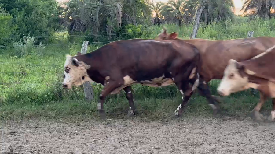 Lote 54 Vacas de invernar en Corrientes, Yataití Calle