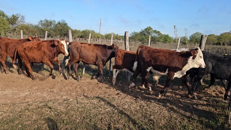 Lote 68 Terneros/as en Corrientes, Esquina