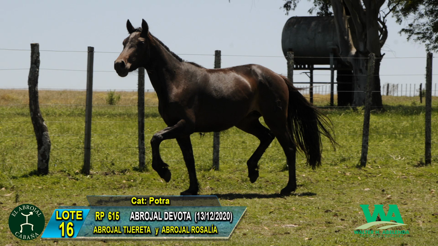 Lote ABROJAL DEVOTA
