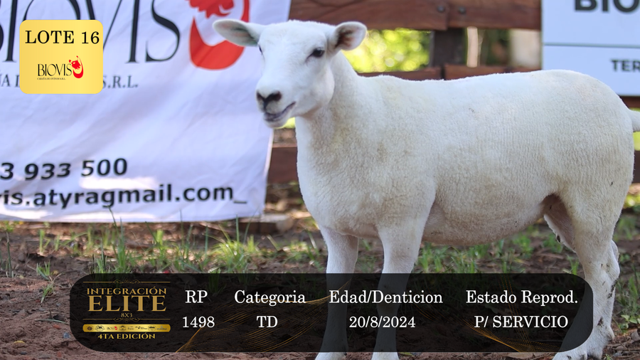 Lote LOTE 16