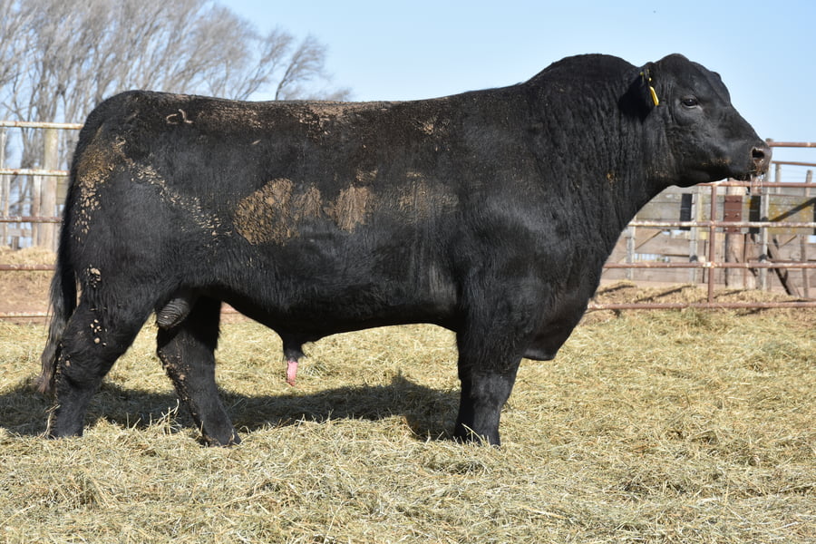 Lote TOROS (Corral 3)