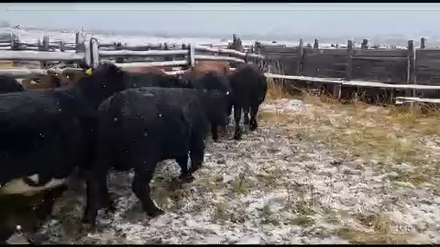 Lote 48 Novillo Engorda en XI Región Aysén, Coyhaique