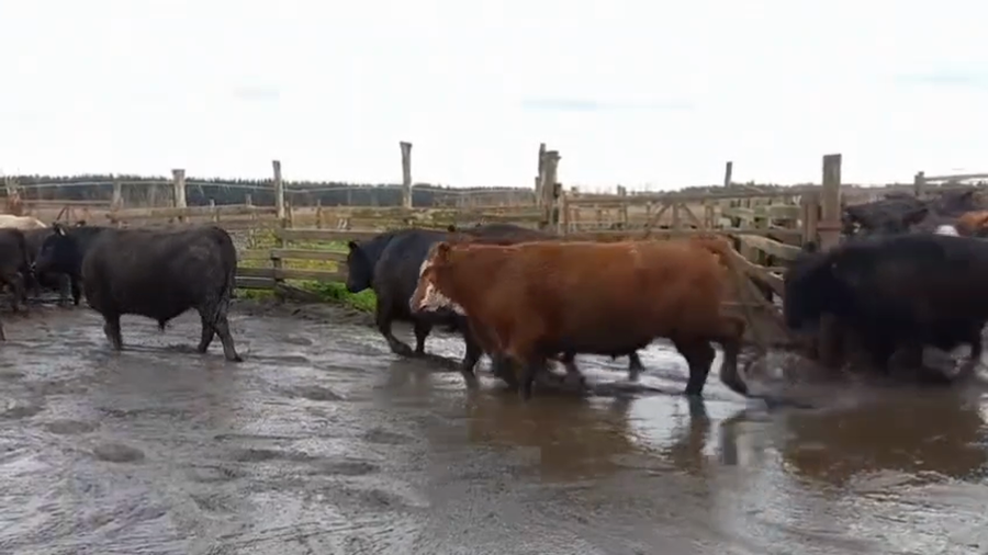 Lote 20 Novillo Gordo en Cabrero, VIII Región Biobío