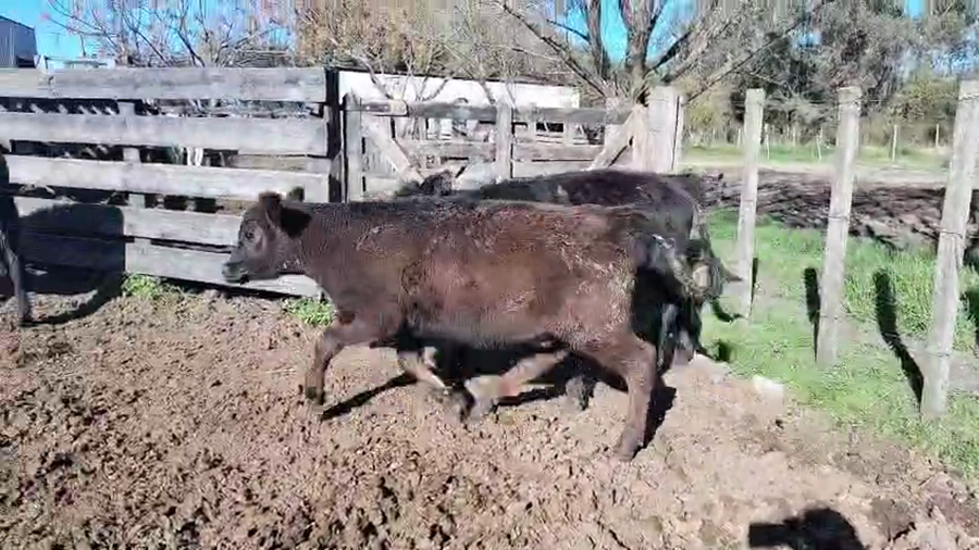 Lote 3 Terneros a remate en Pantalla Aniversario - Escritorio Camy, San José