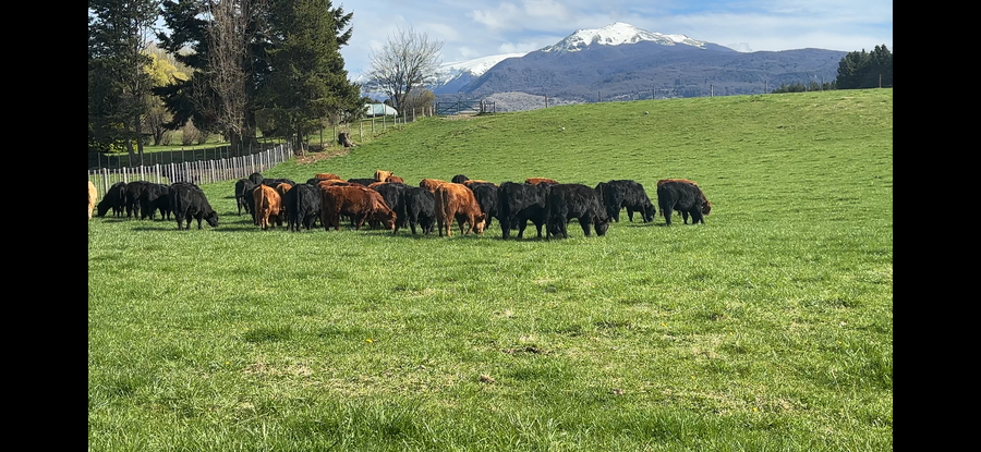 Lote 50 Novillo Engorda en Coyhaique, XI Región Aysén