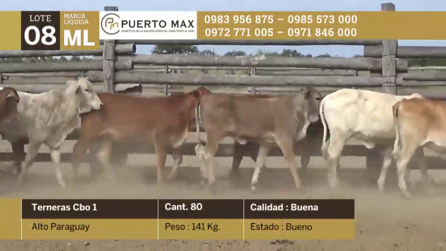 Lote Terneras hasta 170 kg