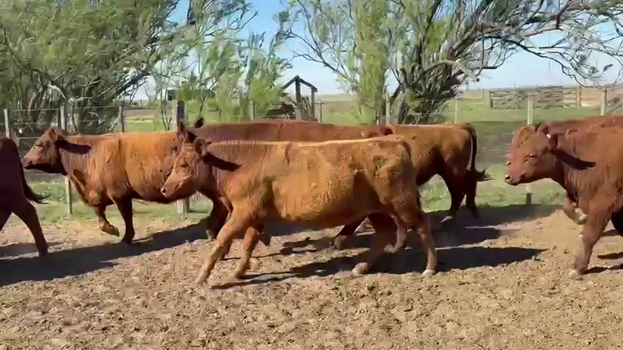 Lote 32 Novillitos y Vaquilonas