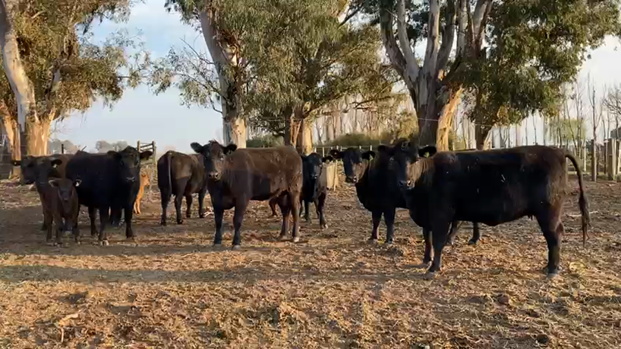 Lote "SAN BAUTISTA DEL SUR" VAQUILLONAS MADRES ANGUS SELECCIONADAS CON CRÍA