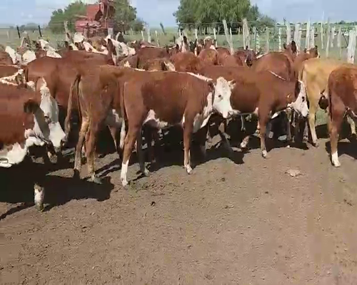 Lote 70 Terneros/as en Villaguay, Entre Ríos