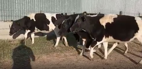 Lote 4 Terneras en  San Jeronimo Norte, Santa Fe