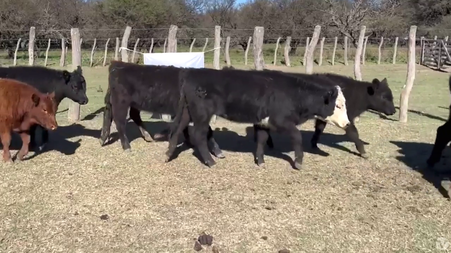 Lote 70 Terneras