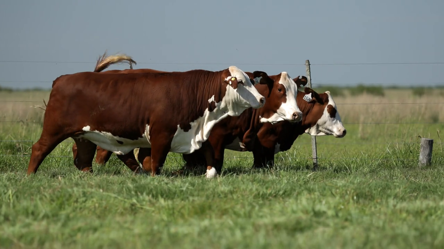 Lote Vaquilla Preñada