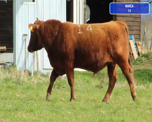 Lote 1 Toro en Coyhaique, XI Región Aysén
