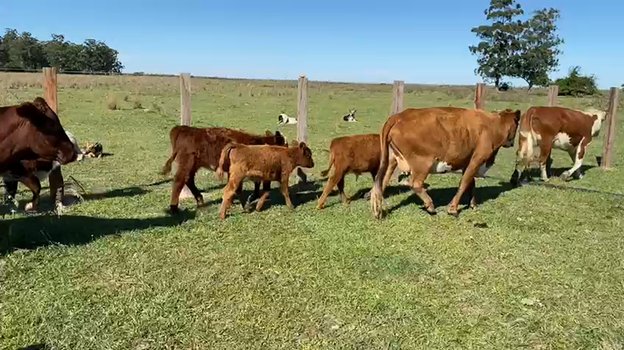 Lote 62 Vacas C/ gtia de preñez en Goya, Corrientes