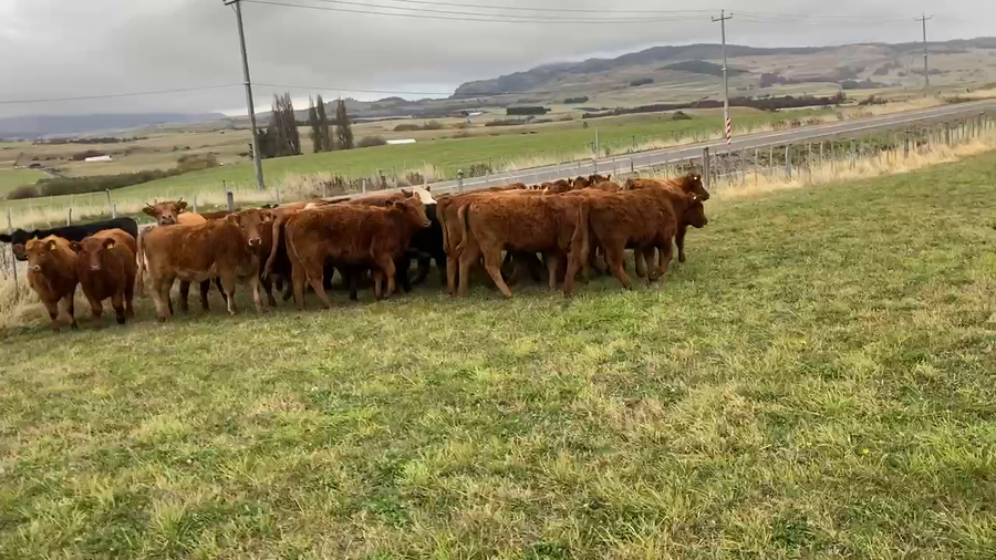 Lote 40 Ternera en Coyhaique, XI Región Aysén