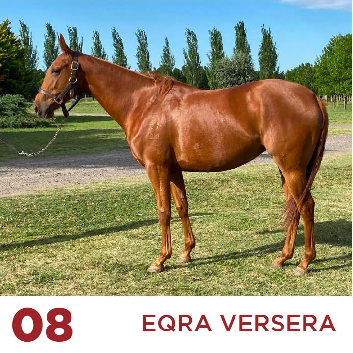 Lote EQRA VERSERA (OPEN SIMULACRO - OPEN VERTEBRA)