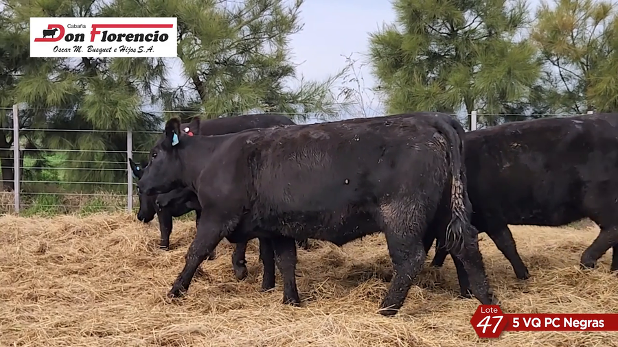 Lote HEMBRAS