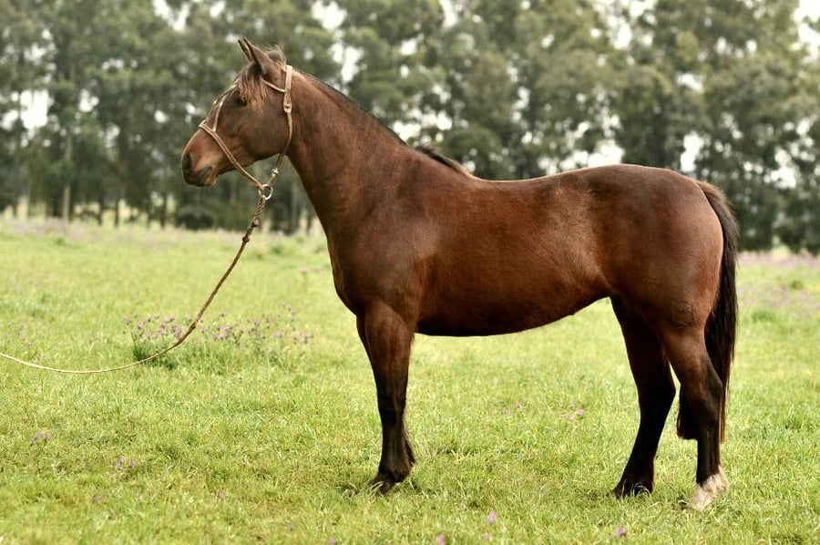 Lote Cañada Merlot (RP 415) Cabaña "La Cañada"