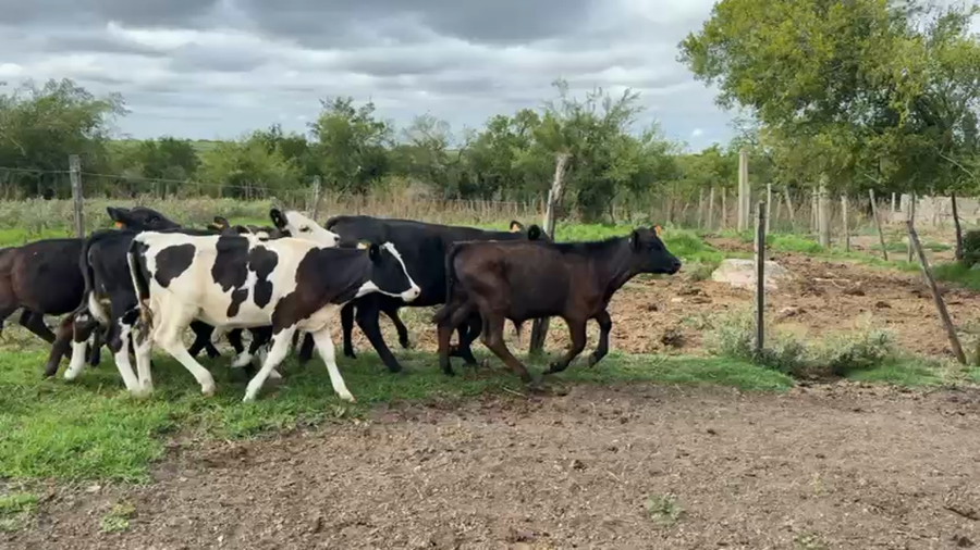 Lote TERNEROS Y TERNERAS