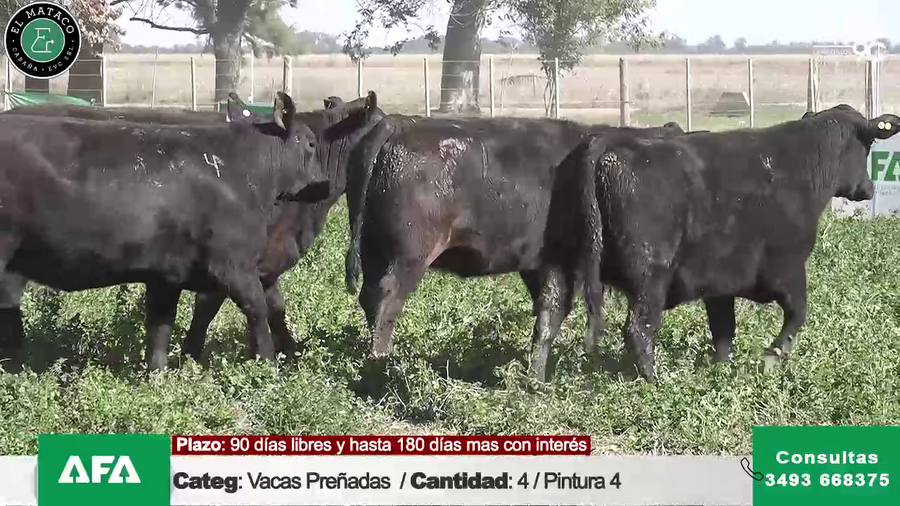 Lote """EL MATACO"" VACAS PREÑADAS