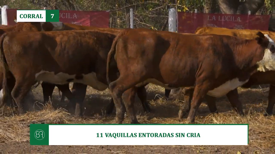 Lote 11 VAQUILLAS ENTORADAS SIN CRIA