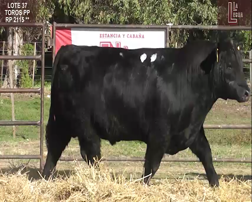 Lote TOROS  A. ANGUS PUROS DE PEDIGREE