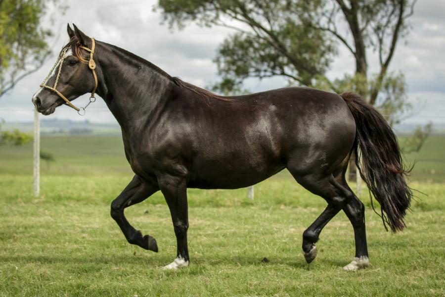 Lote JACOBINA DE LA COLINA R.P 193