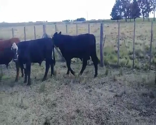 Lote 13 Novillitos y vaquillonas en San Cayetano, Buenos Aires