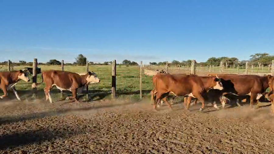 Lote 35 Vaquillonas C/ gtia de preñez