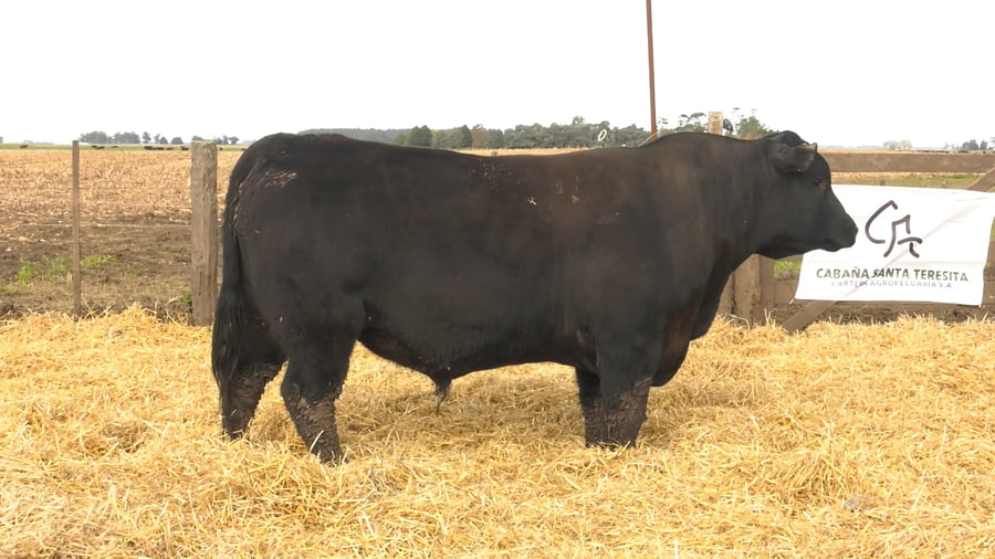 Lote Toros PC Negros