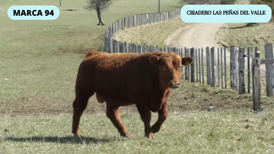 Lote 1 Toro en Coyhaique, XI Región Aysén