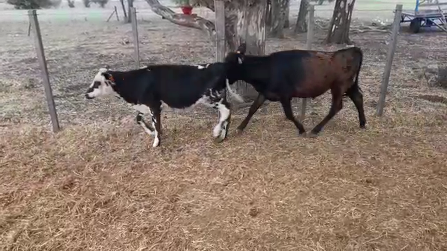 Lote 13 Terneros Cruza