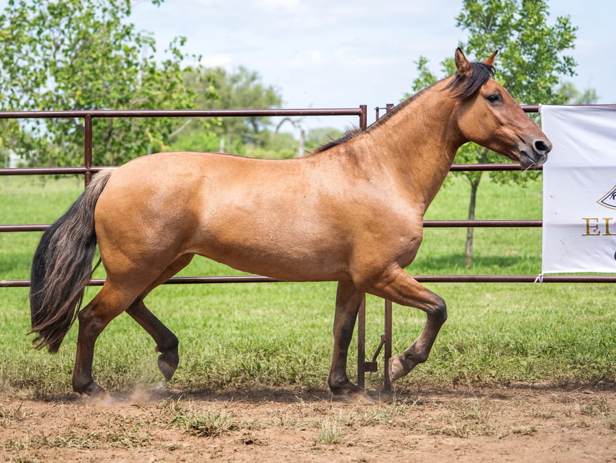 Lote SIRIGOTE MAROMA